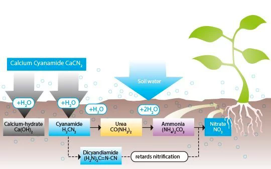 Efeito agrícola da cianamida de cálcio