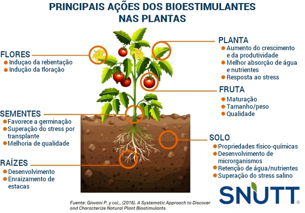 Principais ações dos bioestimulantes nas plantas