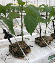 Turfas e substratos - JIFFY Grow Block