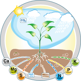 Tipos de fertilizantes